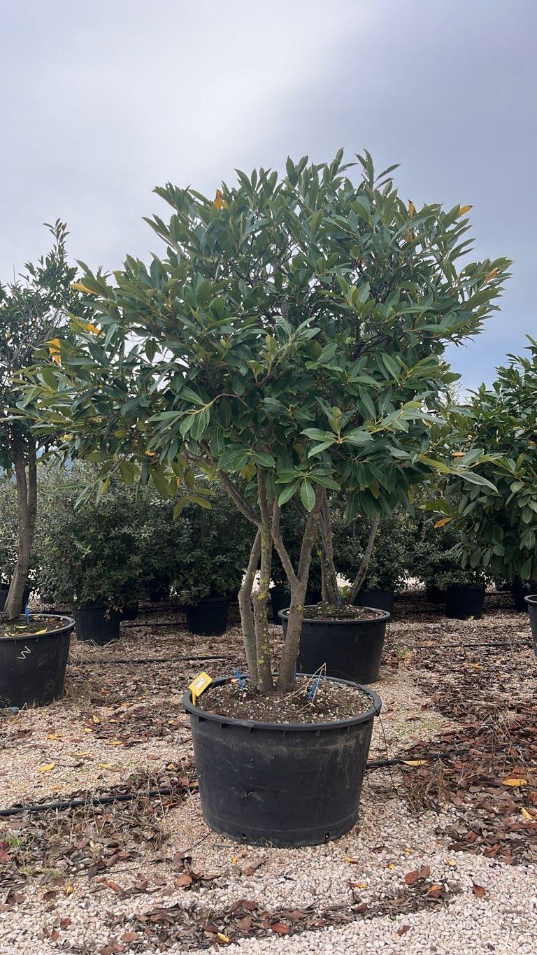 PRUNUS S. LAUROCERASUS Lauroceraso