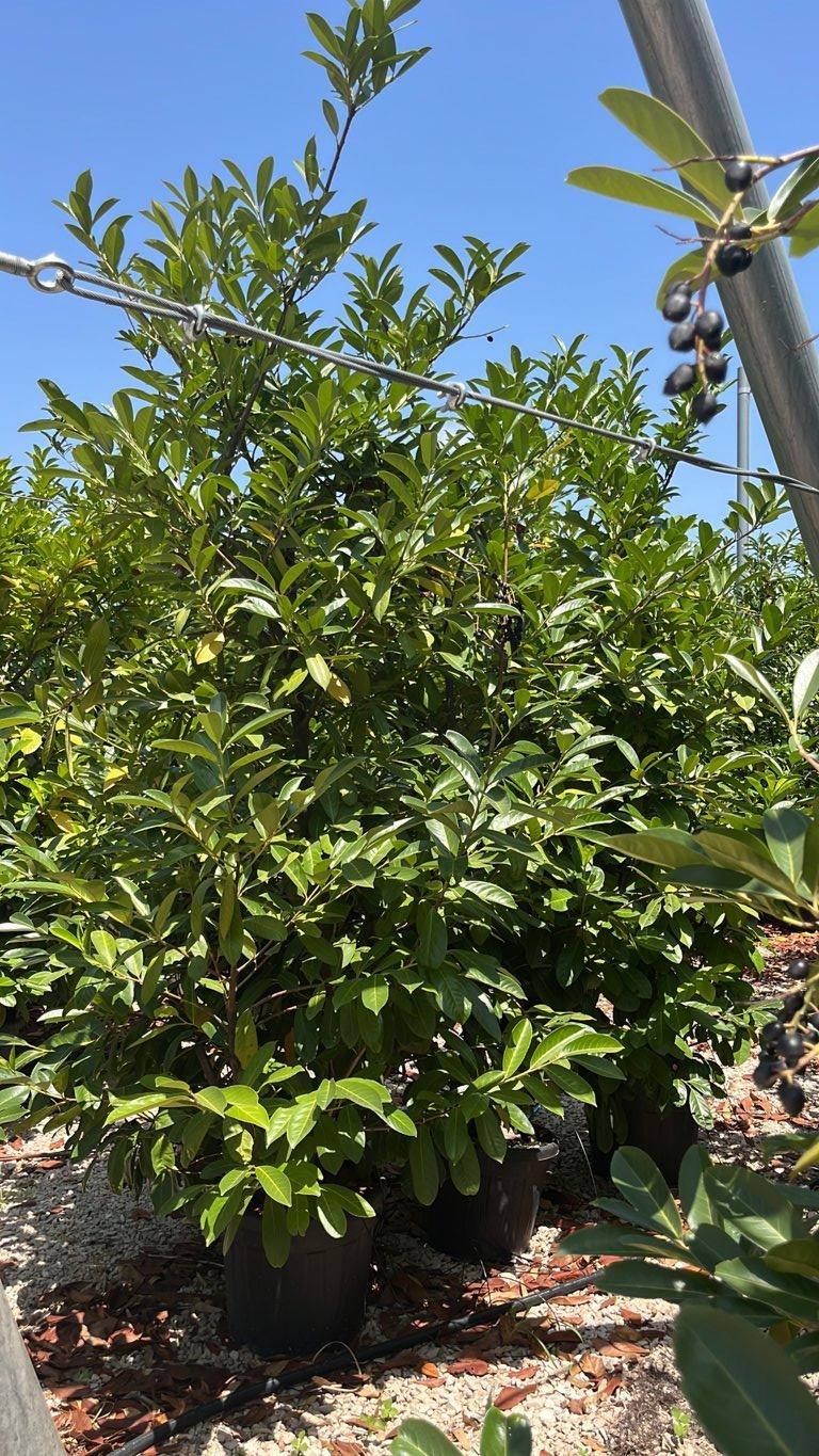PRUNUS S. LAUROCERASUS Lauroceraso