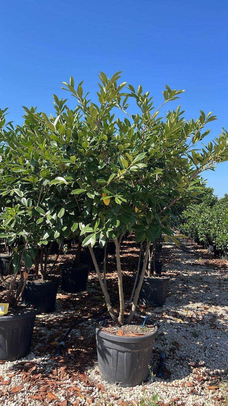 PRUNUS S. LAUROCERASUS Lauroceraso