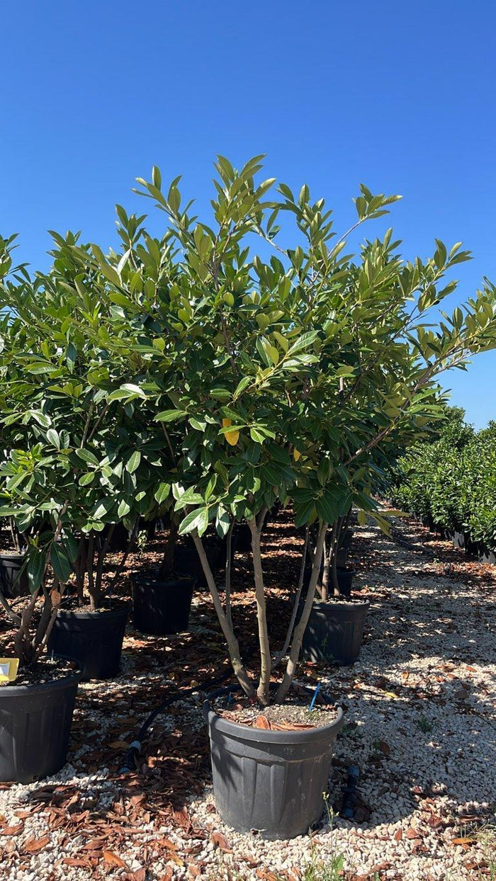 PRUNUS S. LAUROCERASUS Lauroceraso