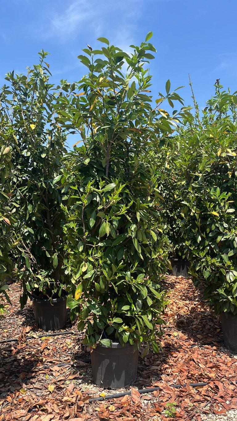 PRUNUS S. LAUROCERASUS Lauroceraso