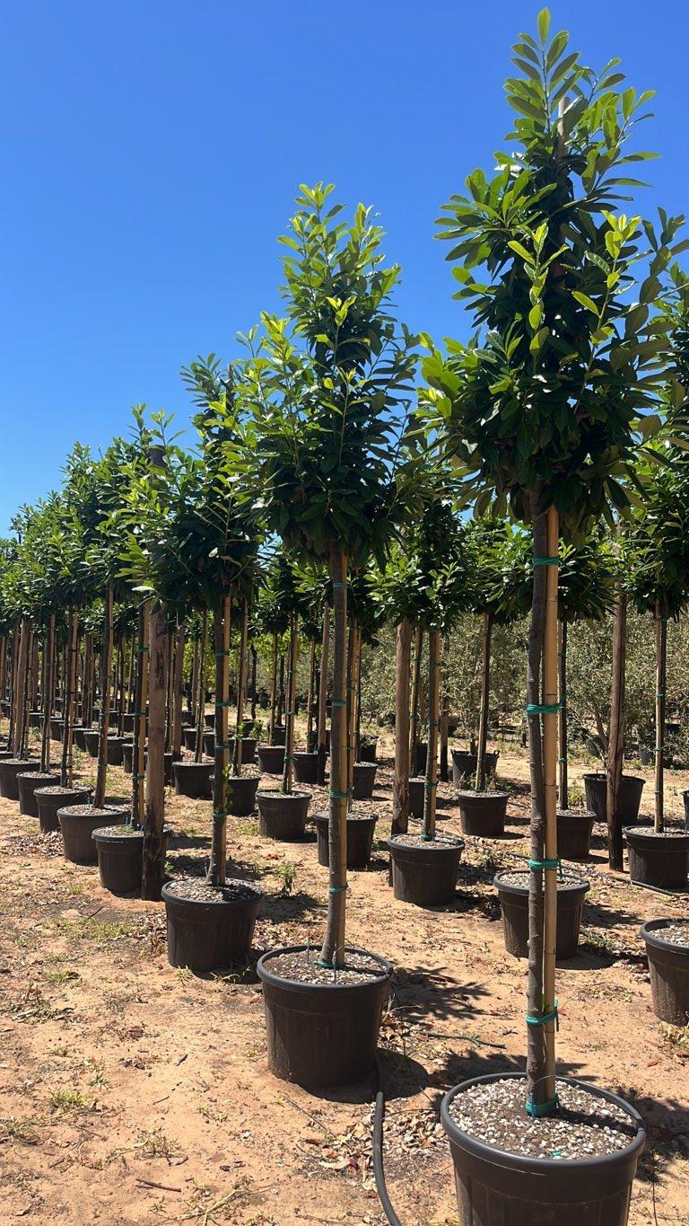 PRUNUS S. LAUROCERASUS NOVITA Lauroceraso