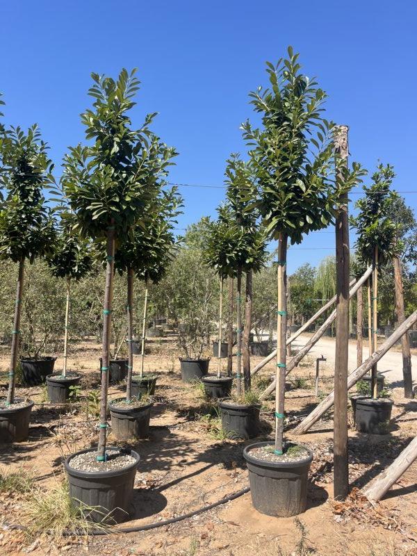 PRUNUS S. LAUROCERASUS NOVITA Lauroceraso