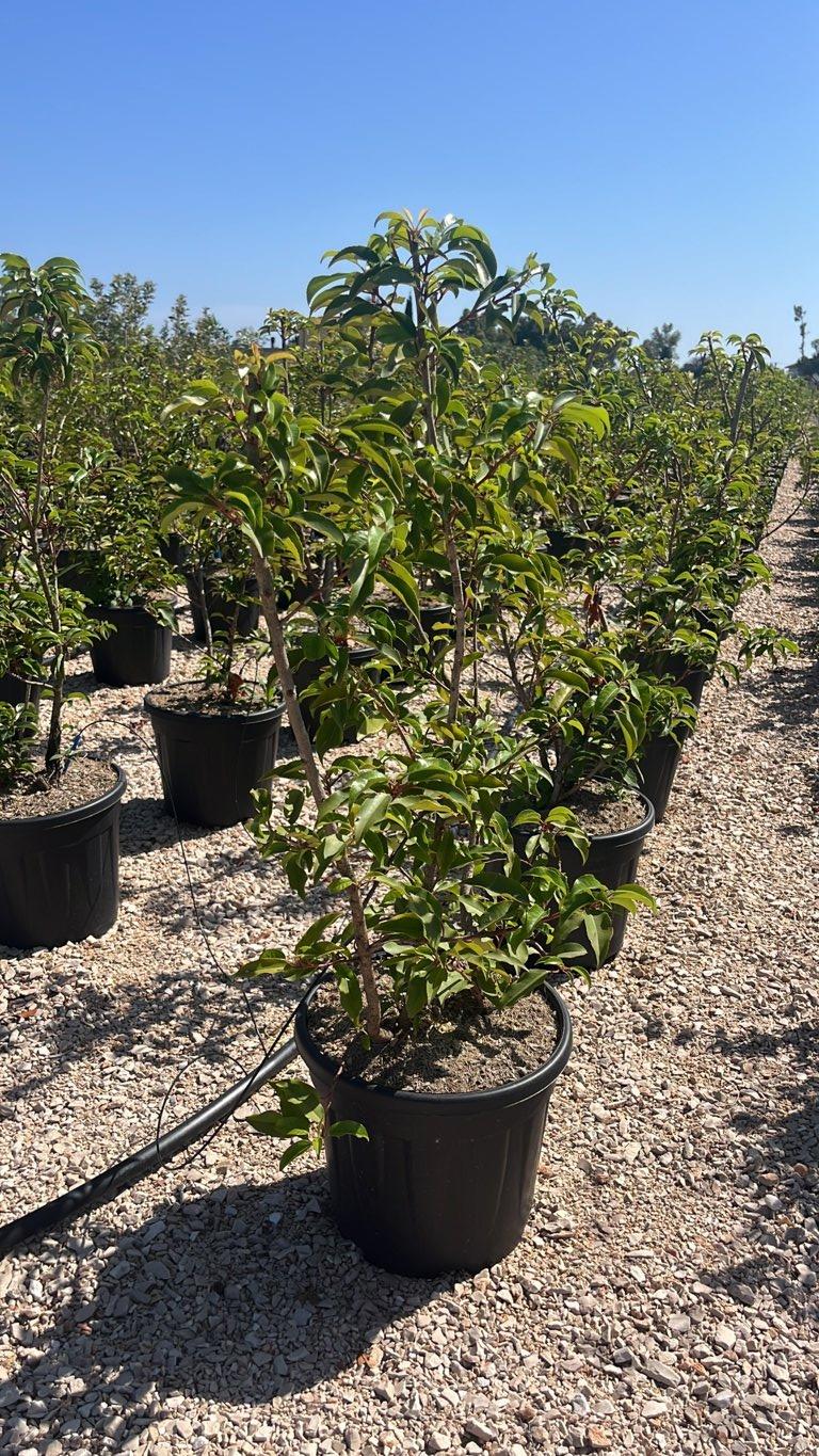 PRUNUS S. LUSITANICA BRENELIA Lauro del Portogallo