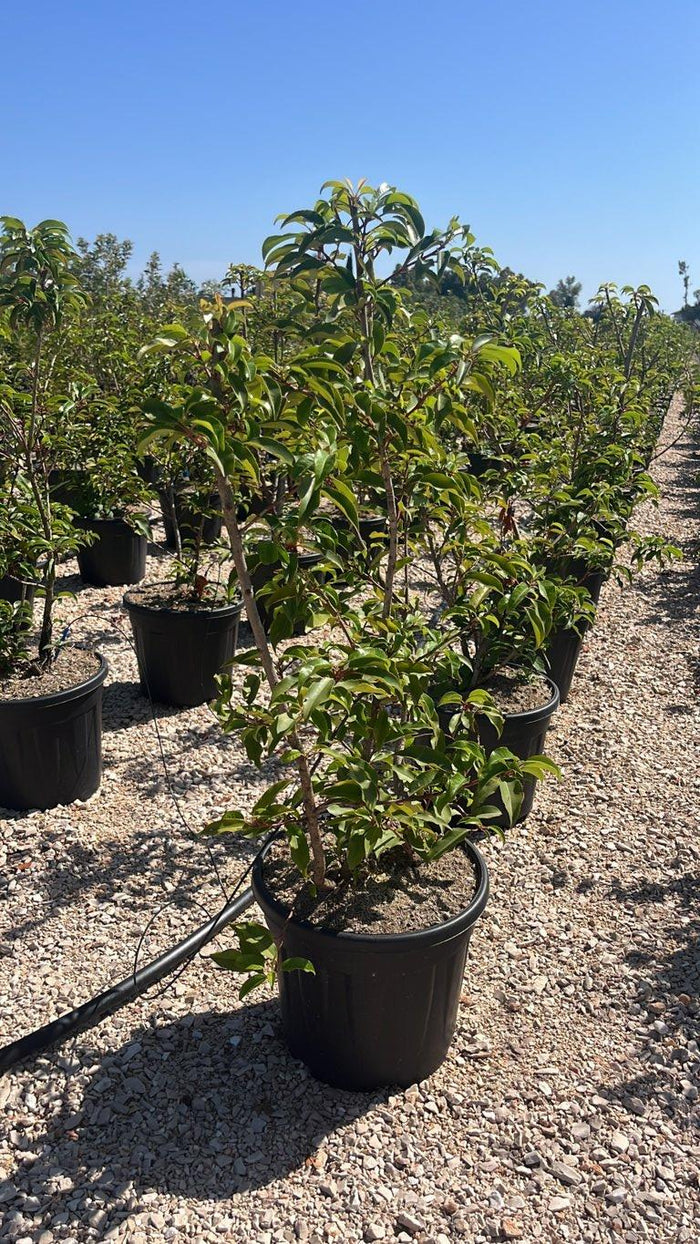 PRUNUS S. LUSITANICA BRENELIA Lauro del Portogallo