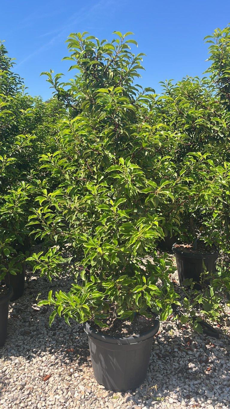 PRUNUS S. LUSITANICA BRENELIA Lauro del Portogallo