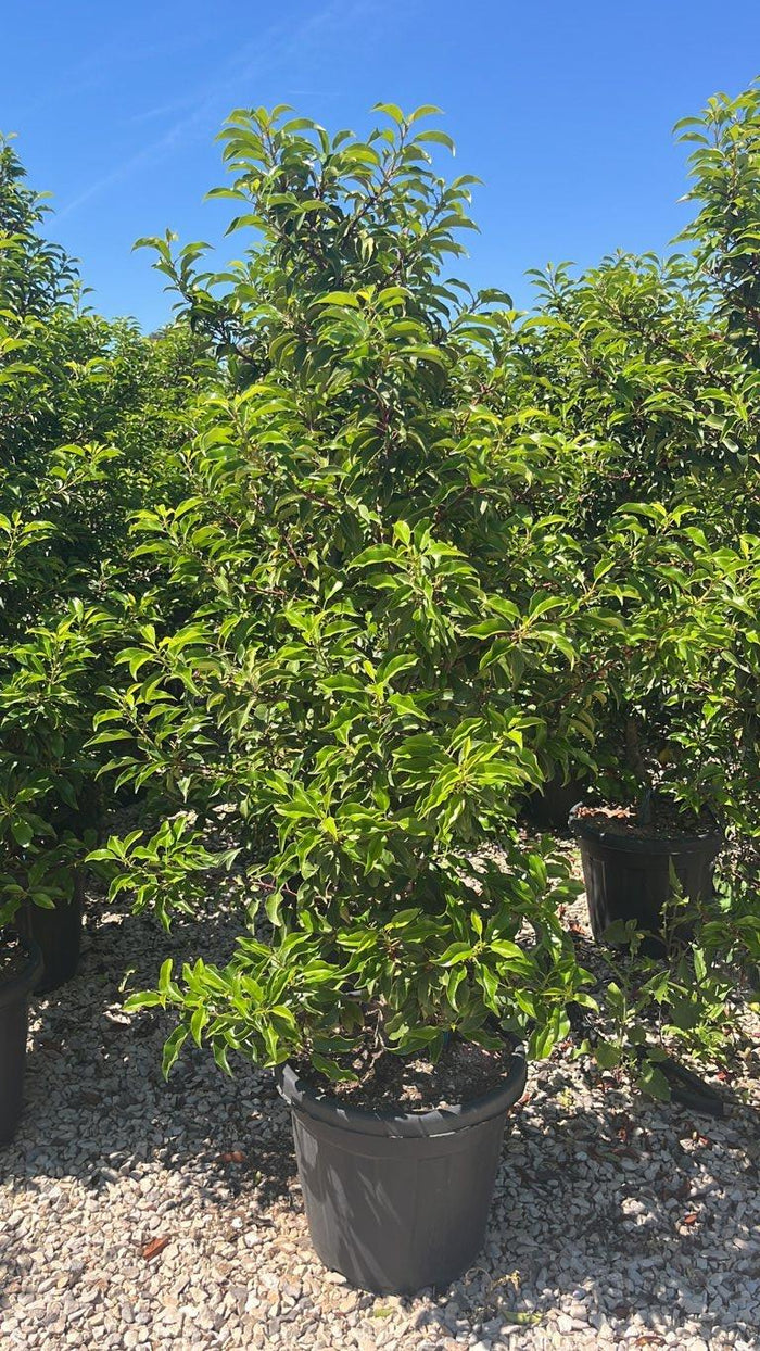 PRUNUS S. LUSITANICA BRENELIA Lauro del Portogallo