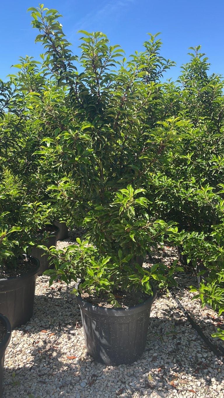 PRUNUS S. LUSITANICA BRENELIA Lauro del Portogallo