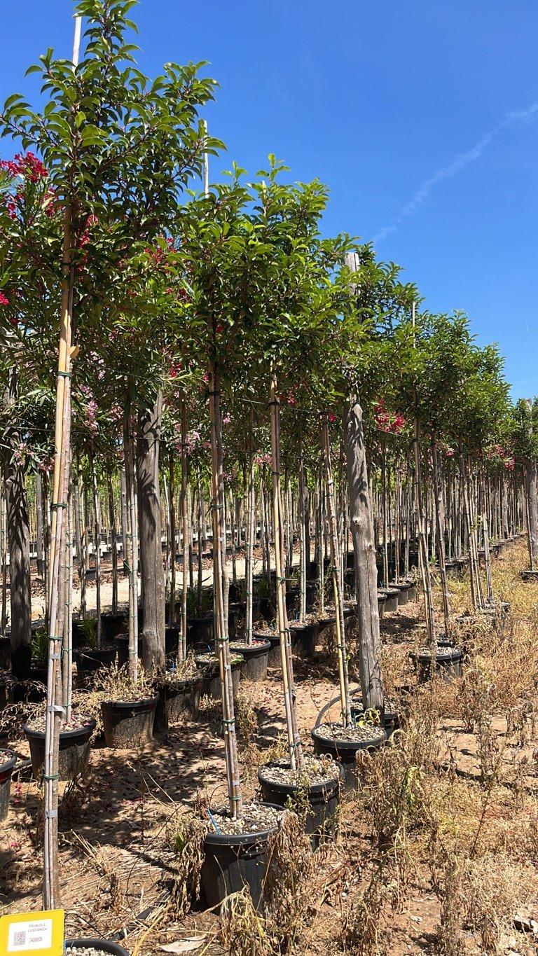 PRUNUS S. LUSITANICA Lauro del Portogallo