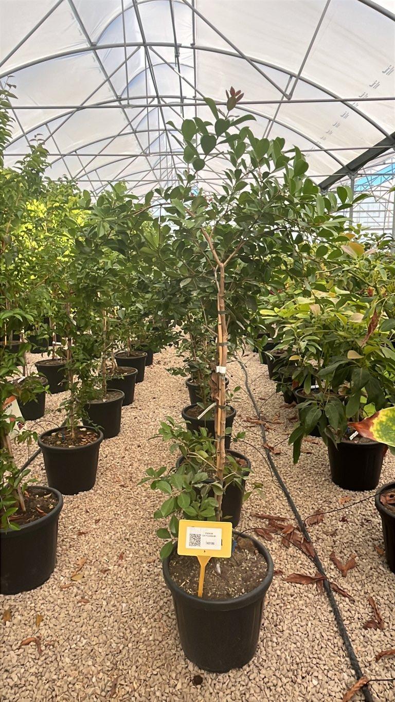 PSIDIUM CATTLEIANUM Guava fragola