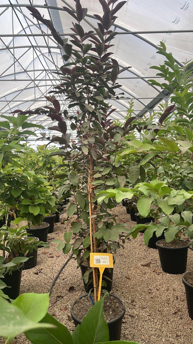 PSIDIUM GUAJAVA ROSA Guava