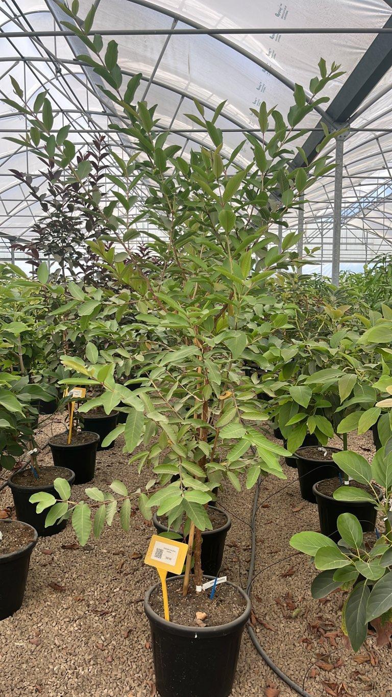PSIDIUM GUAJAVA ROSSA Guava