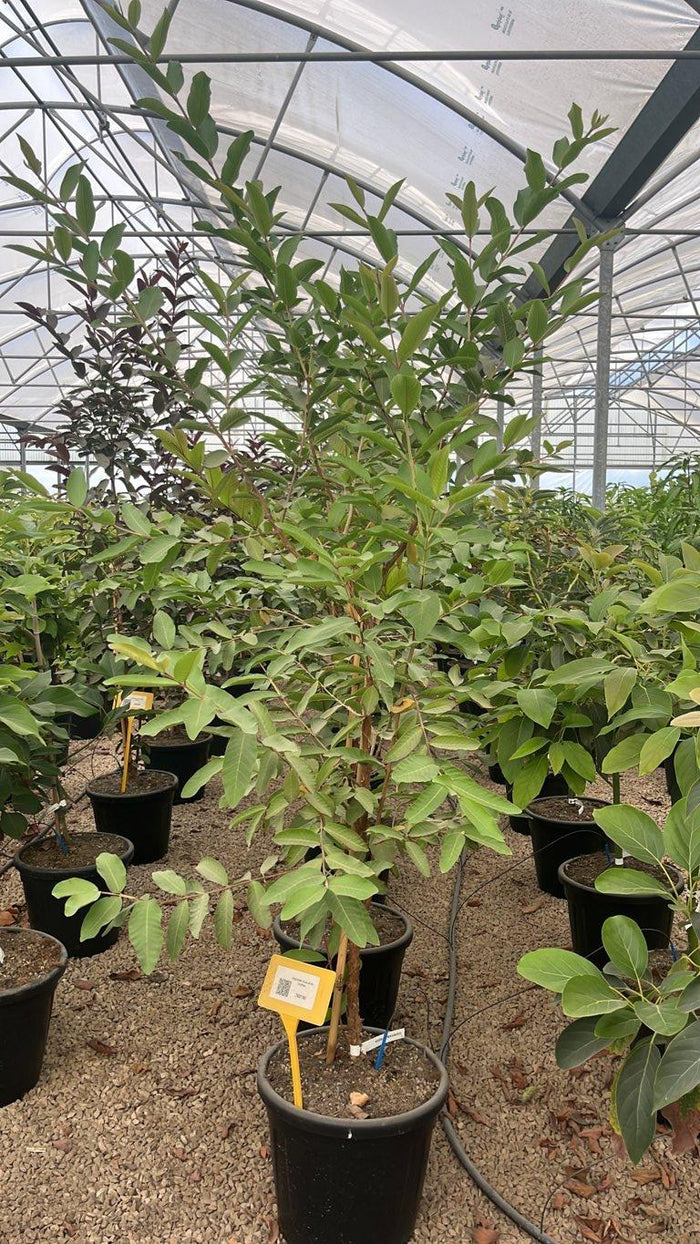PSIDIUM GUAJAVA ROSSA Guava