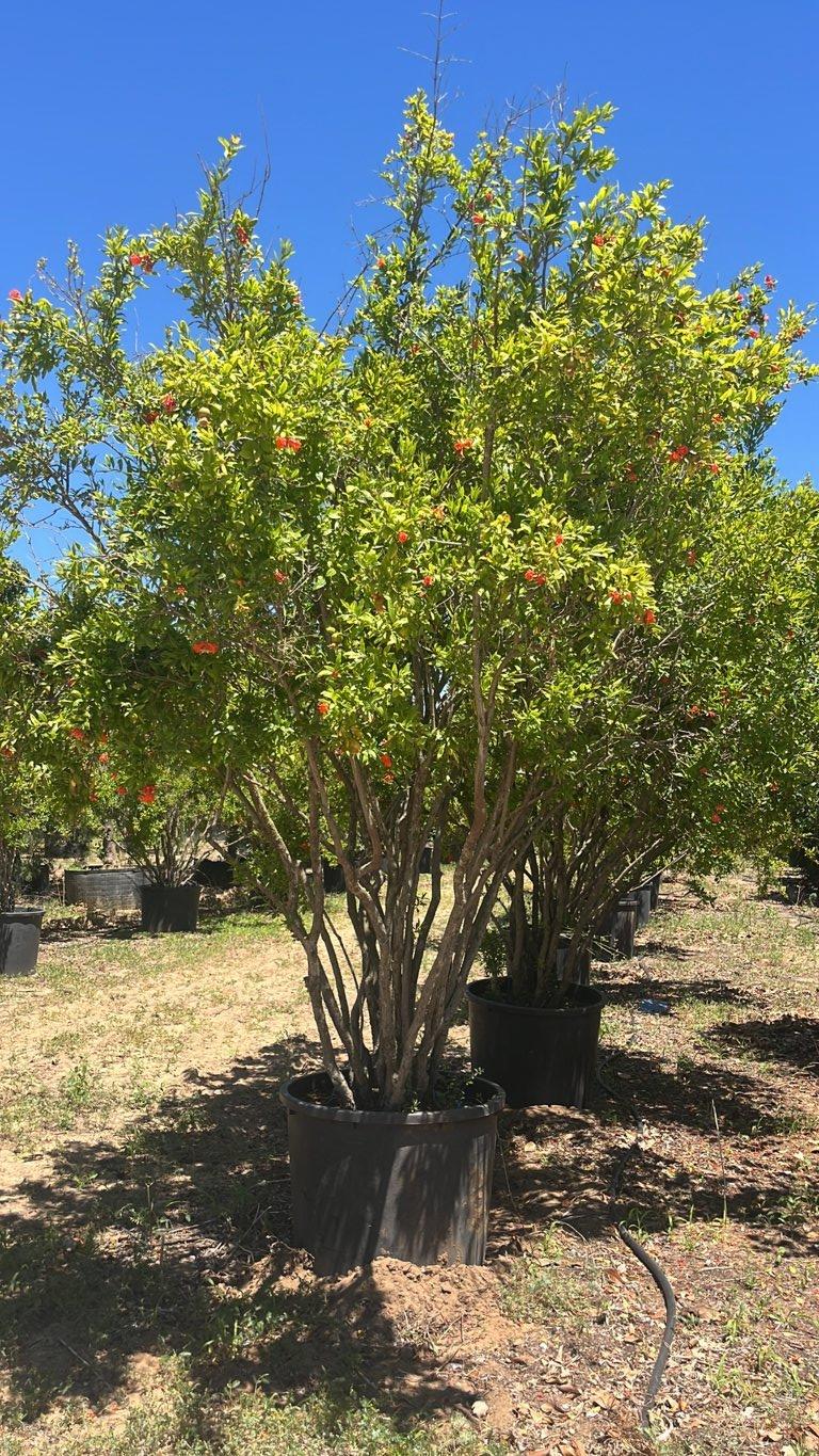 PUNICA F.C GRANATUM Melograno nano