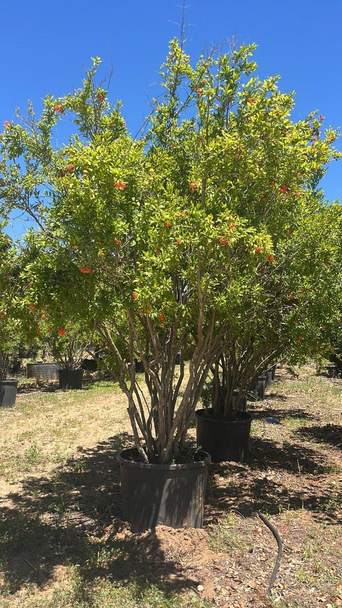 PUNICA F.C GRANATUM Melograno nano