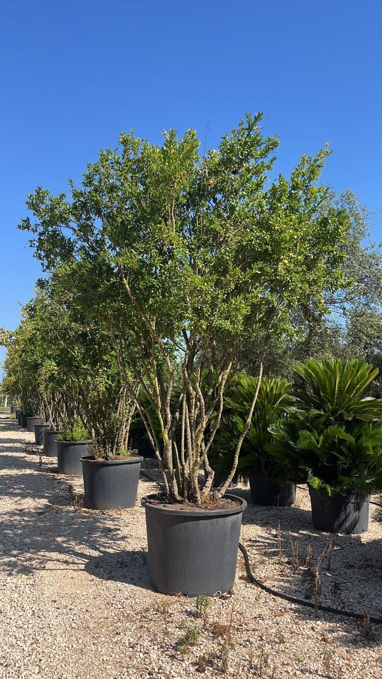 PUNICA F.C GRANATUM Melograno nano