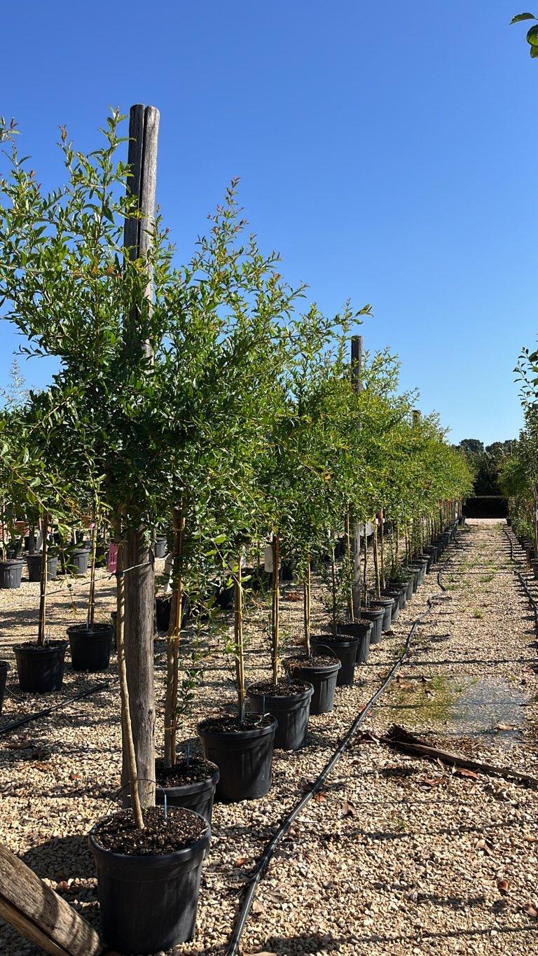 PUNICA F. GRANATUM IN VARIETA Melograno
