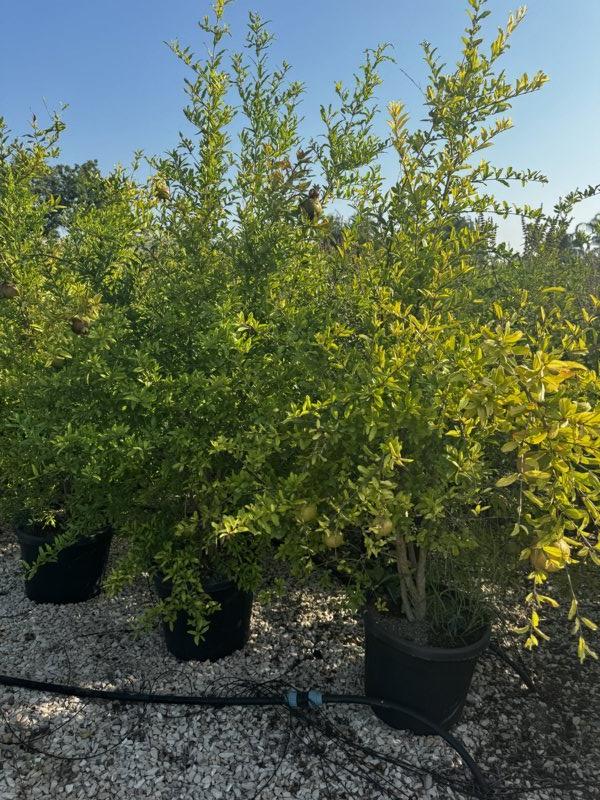 PUNICA F. GRANATUM Melograno