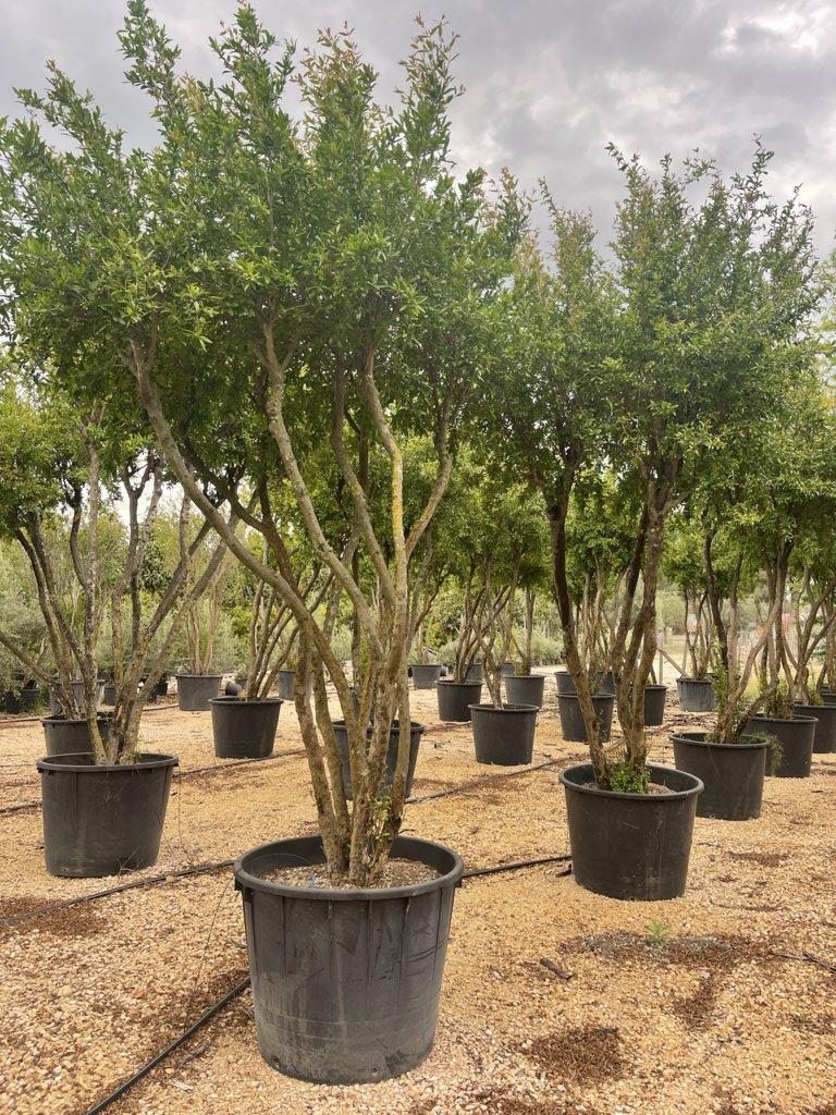 PUNICA F. GRANATUM Melograno