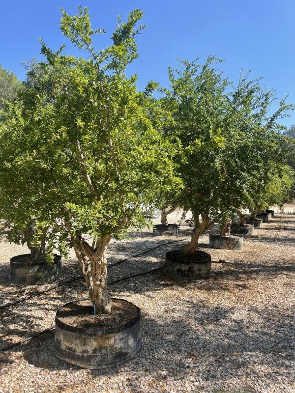 PUNICA F. GRANATUM Melograno