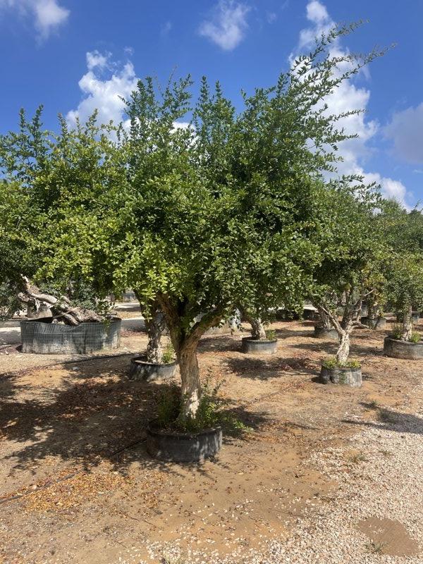 PUNICA F. GRANATUM Melograno