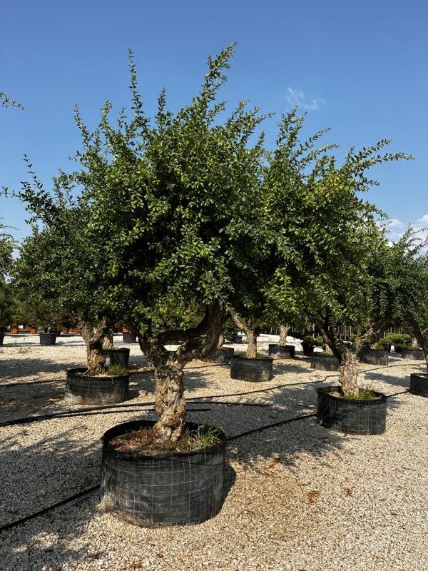 PUNICA F. GRANATUM Melograno