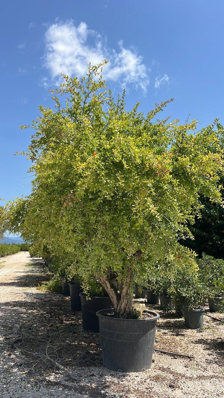PUNICA F. GRANATUM Melograno
