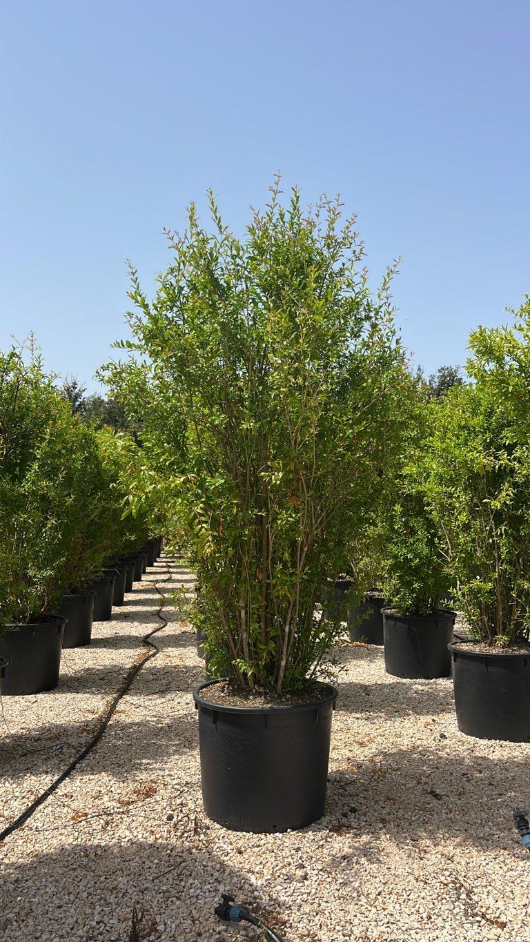PUNICA F. GRANATUM Melograno