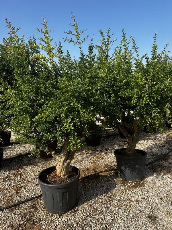 PUNICA F. GRANATUM Melograno