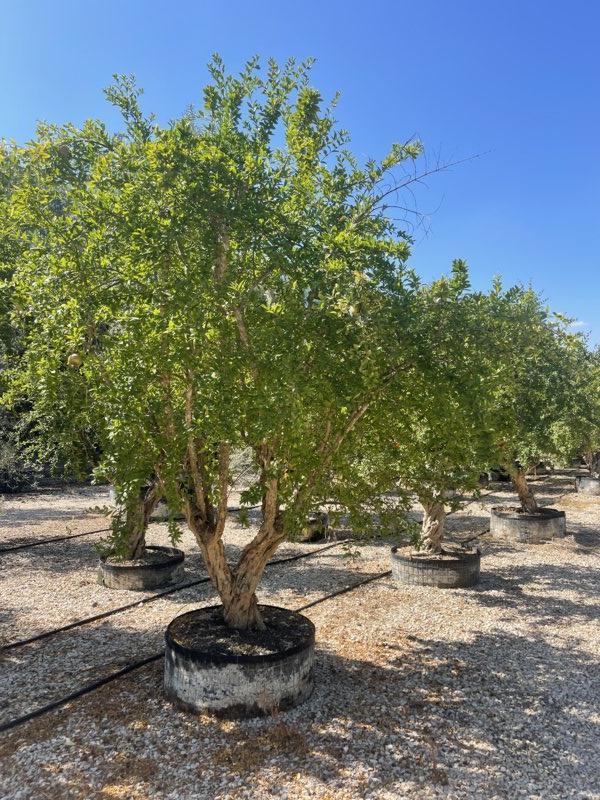 PUNICA F. GRANATUM Melograno