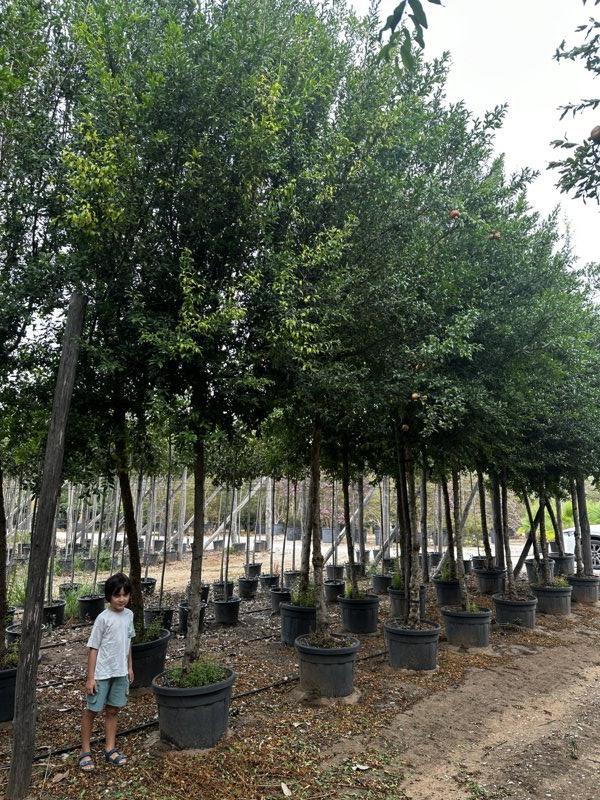 PUNICA F. GRANATUM Melograno