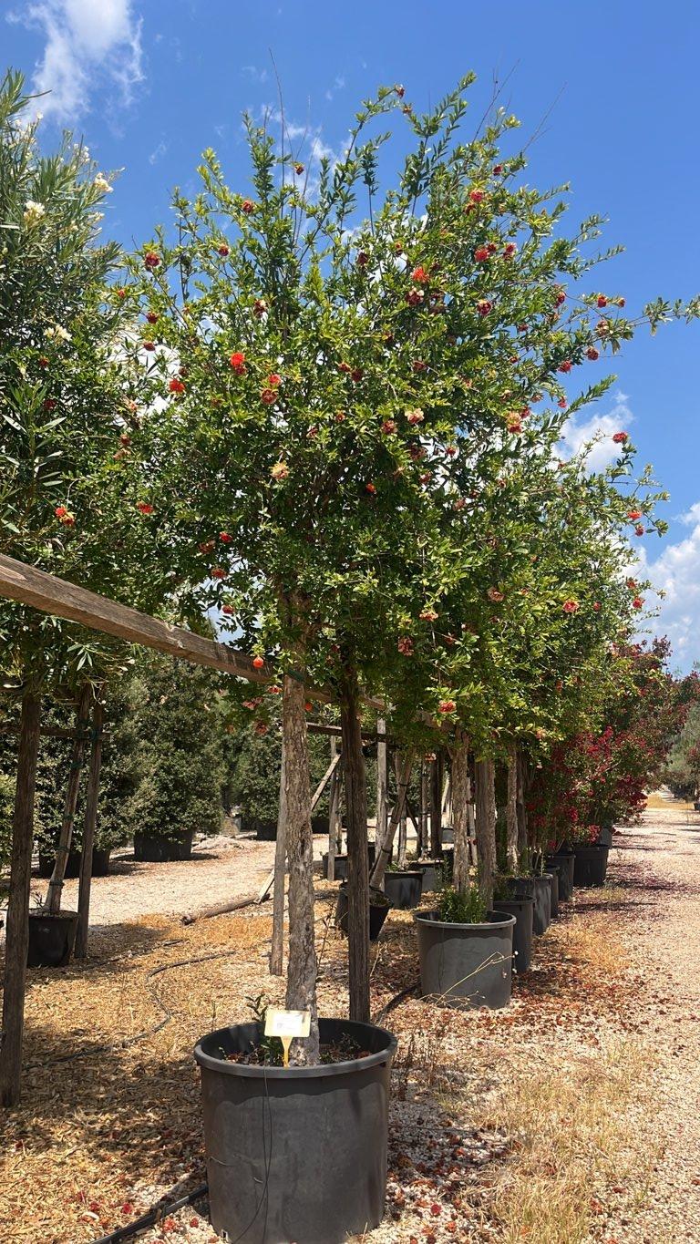 PUNICA F. GRANATUM PLENA Melograno