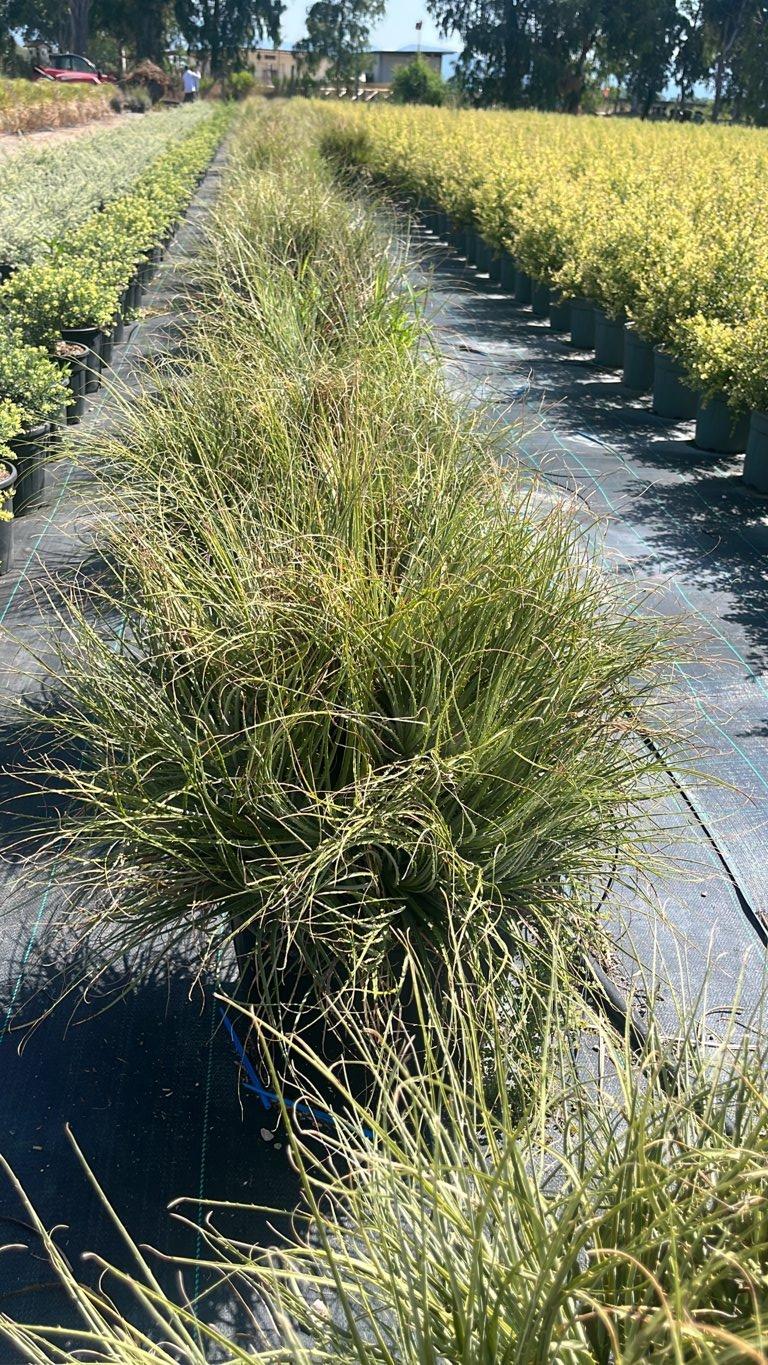 PUYA COERULEA VIOLACEA Puya coerulea violacea, Fiore delle Ande violaceo