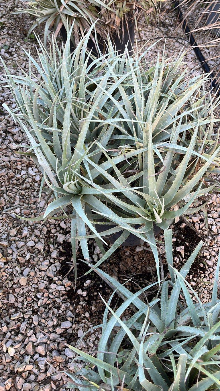 PUYA VENUSTA Puya venusta
