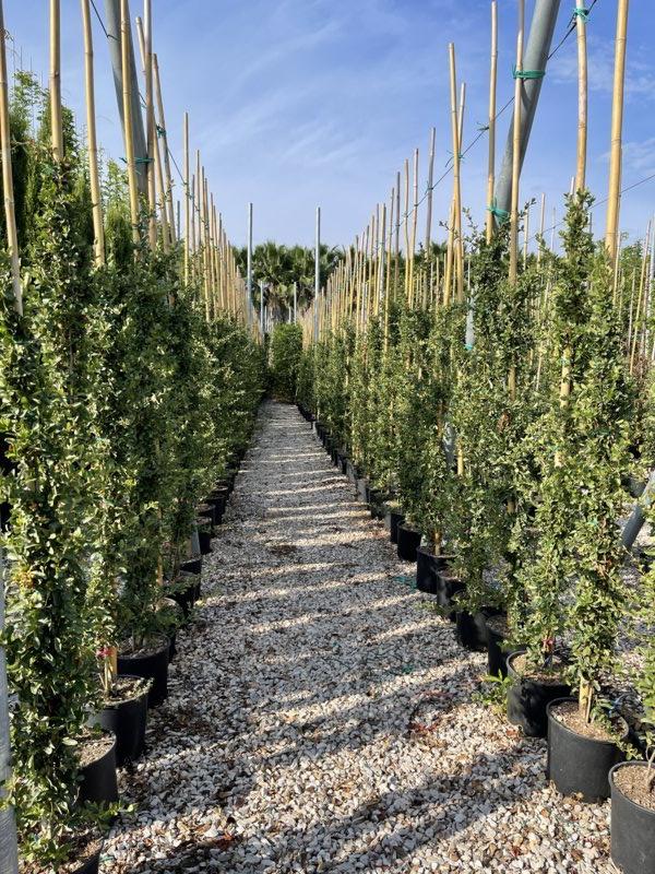 PYRACANTHA MOHAVE Pyracantha