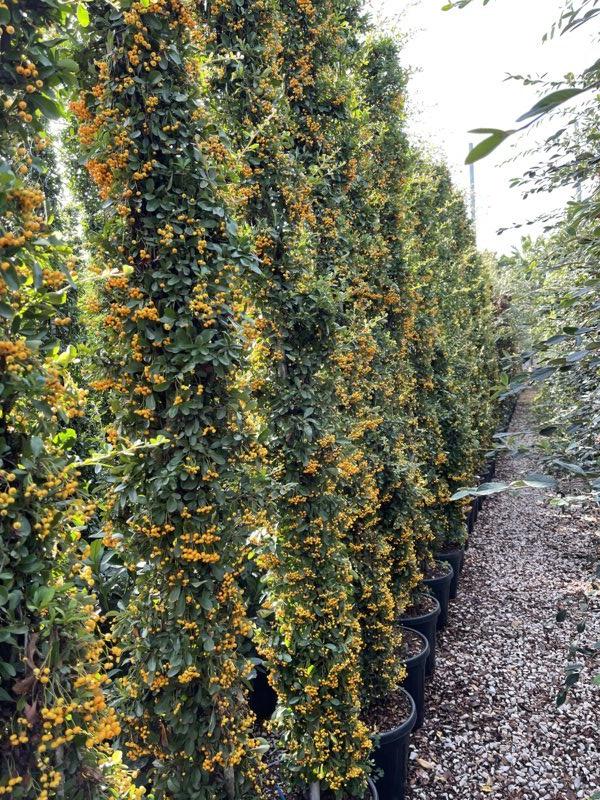 PYRACANTHA MOHAVE Pyracantha