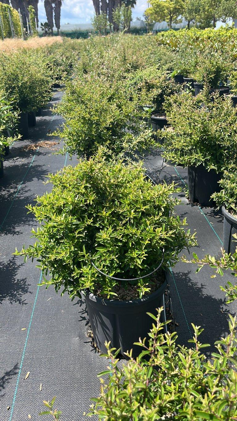 PYRACANTHA NANA Pyracantha nana