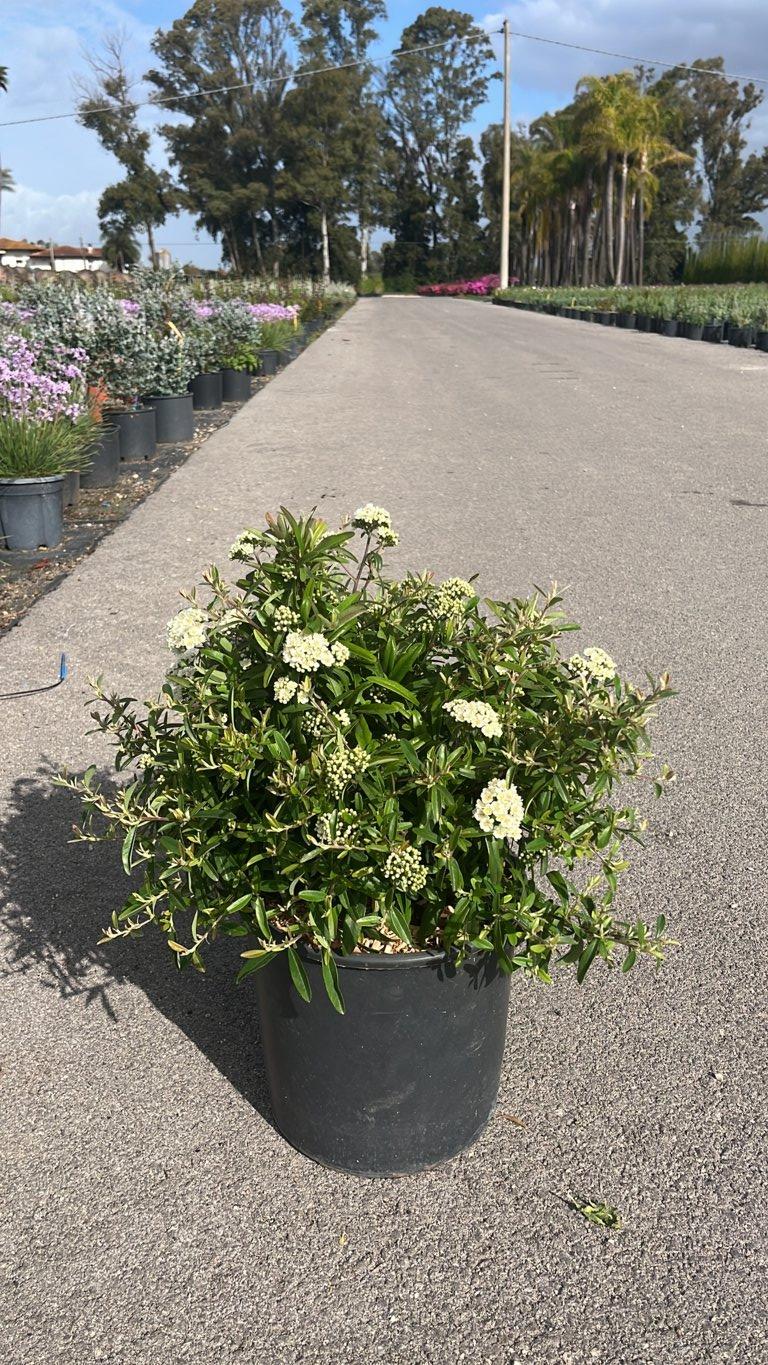 PYRACANTHA NAVAHO Piracanta
