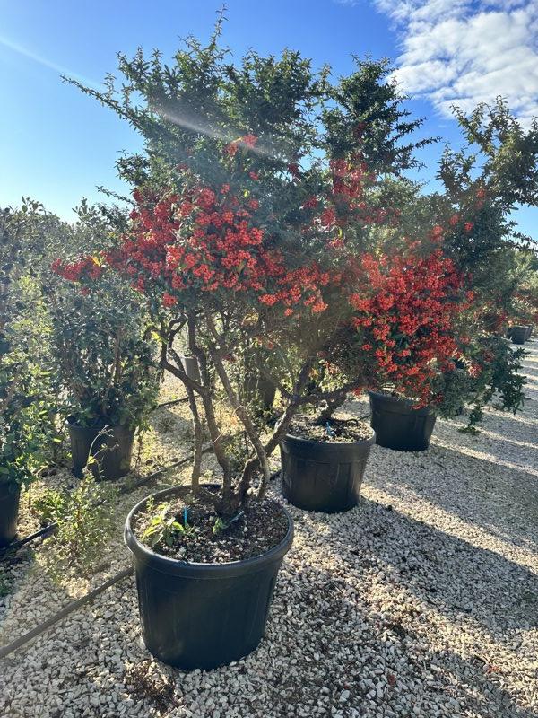 PYRACANTHA NAVAHO Piracanta