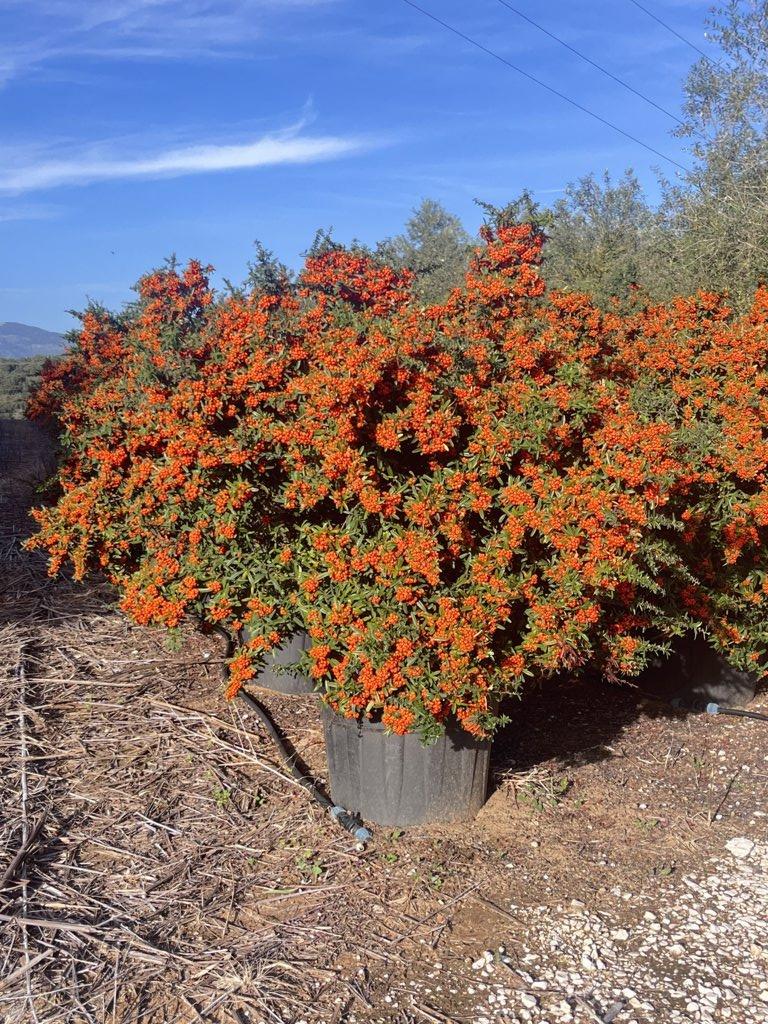 PYRACANTHA NAVAHO Piracanta