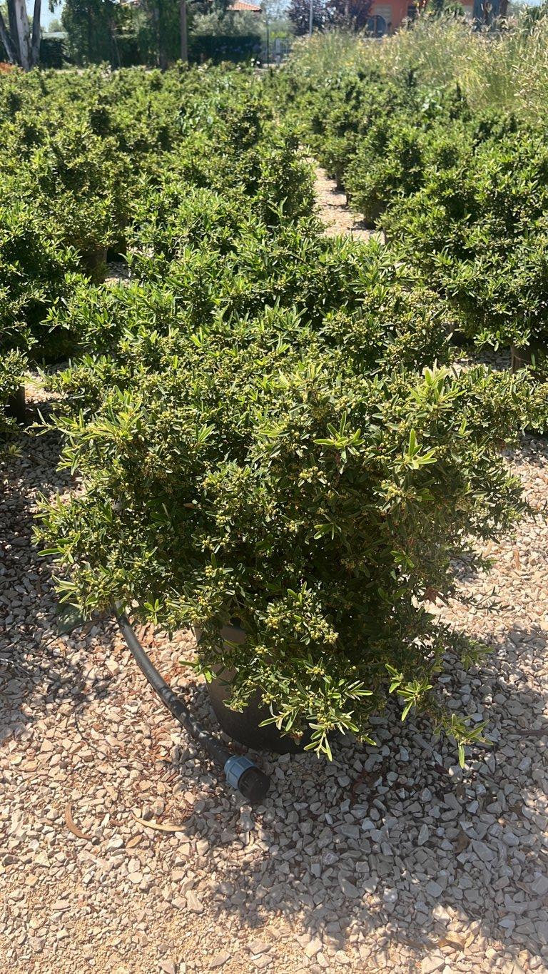 PYRACANTHA NAVAHO Piracanta