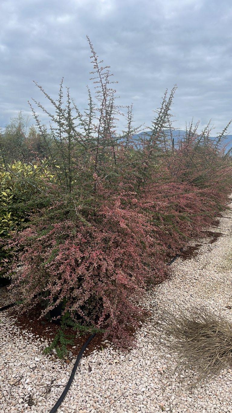 PYRACANTHA NAVAHO VARIEGATO Piracanta