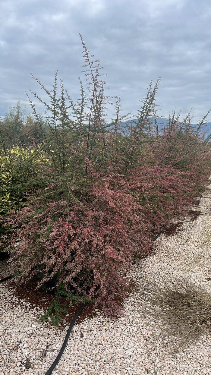PYRACANTHA NAVAHO VARIEGATO Piracanta