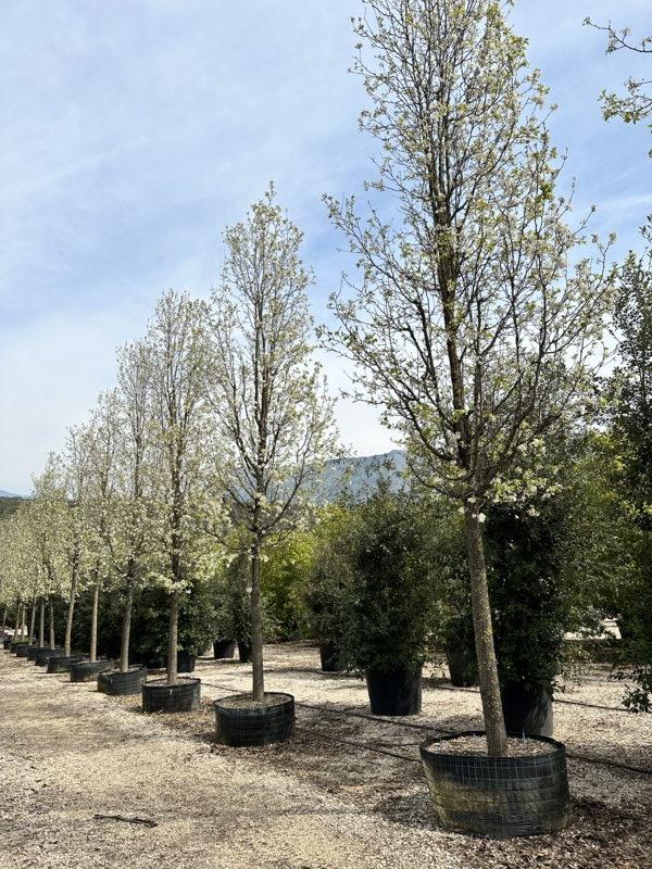 PYRUS CALLERYANA CHANTICLEER Pero da fiore
