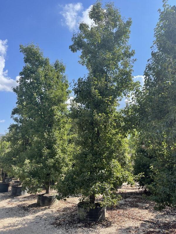 PYRUS CALLERYANA CHANTICLEER Pero da fiore