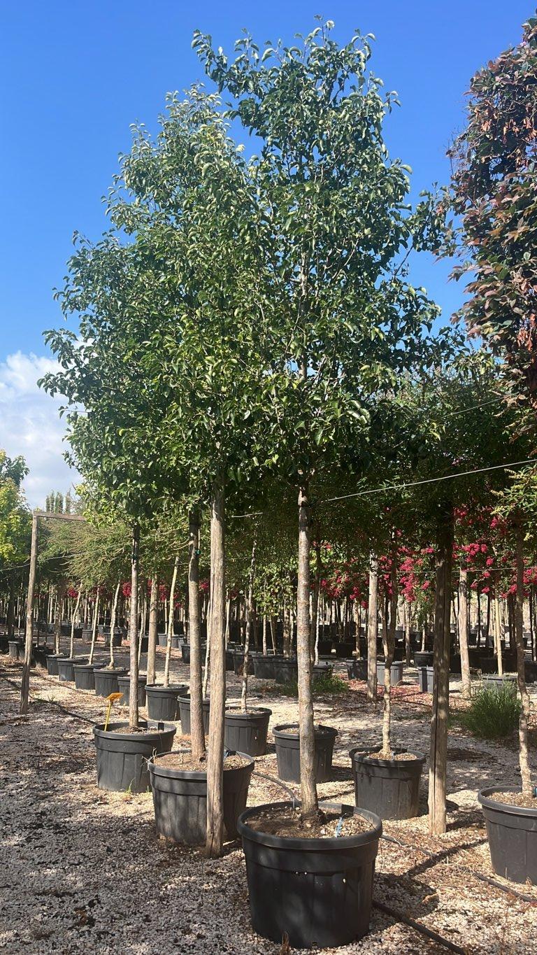PYRUS CALLERYANA CHANTICLEER Pero da fiore