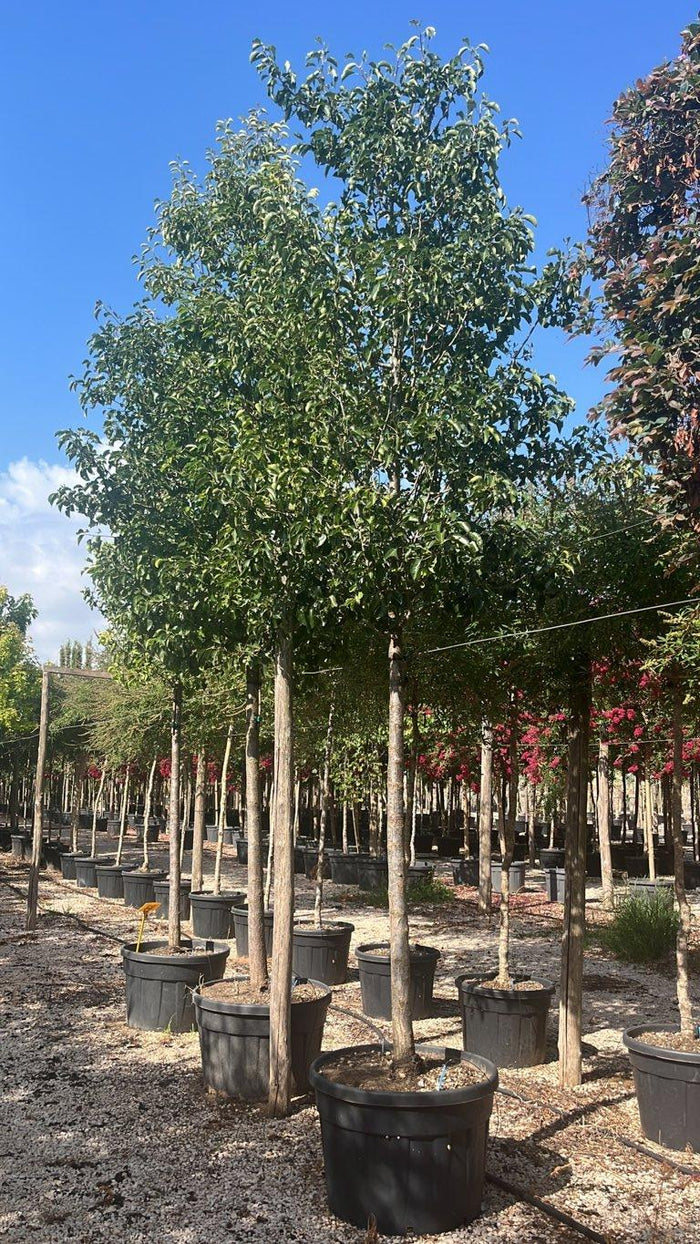 PYRUS CALLERYANA CHANTICLEER Pero da fiore