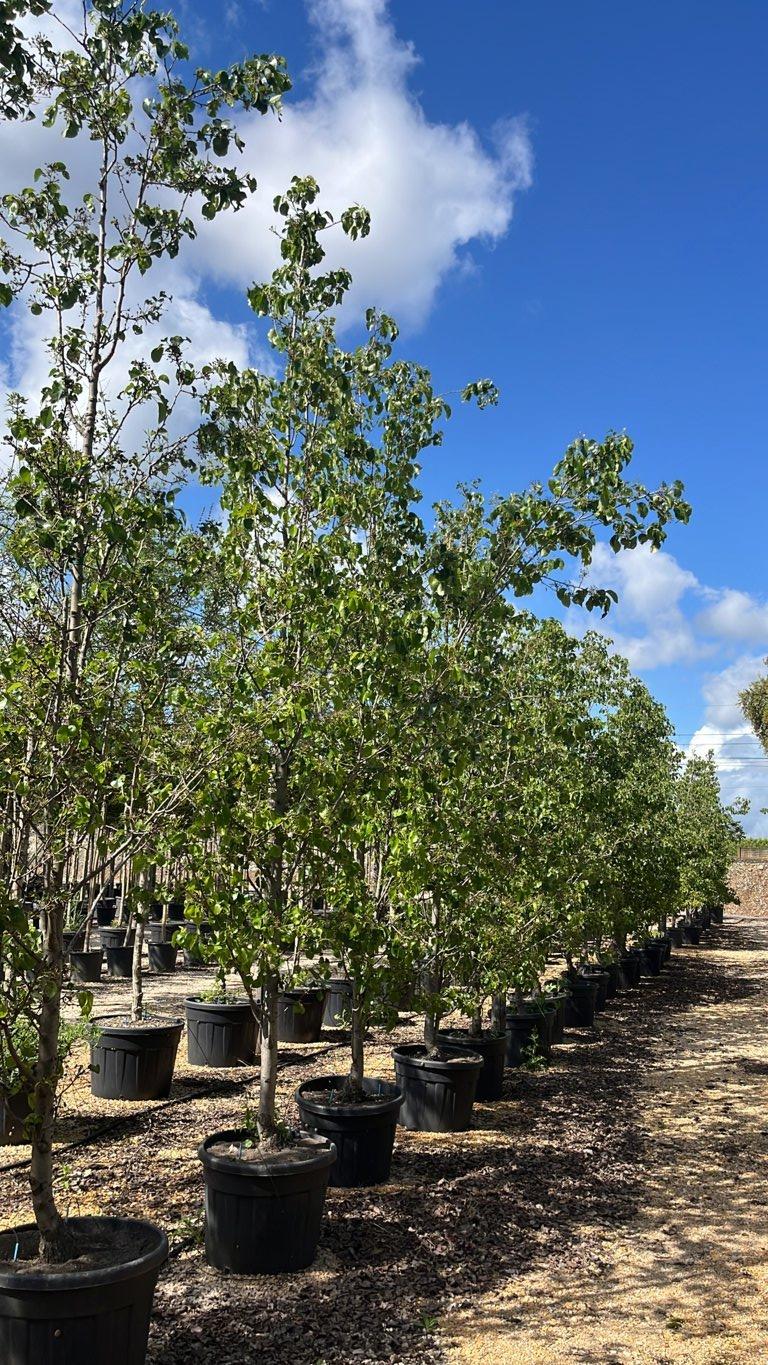 PYRUS CALLERYANA CHANTICLEER Pero da fiore