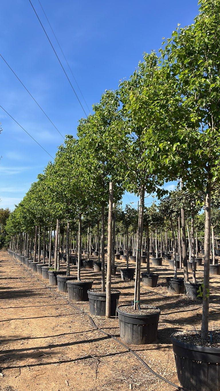 PYRUS CALLERYANA CHANTICLEER Pero da fiore