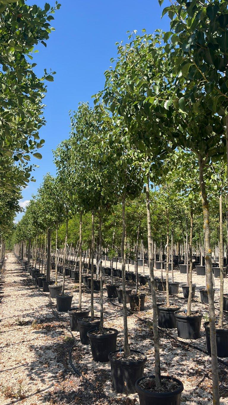 PYRUS CALLERYANA CHANTICLEER Pero da fiore